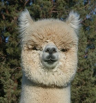 Accoyo Nobility